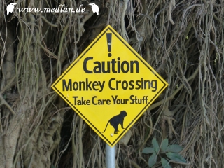 Ubud: Monkey Crossing
